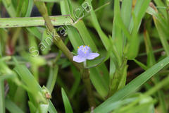 Cyanotis axillaris